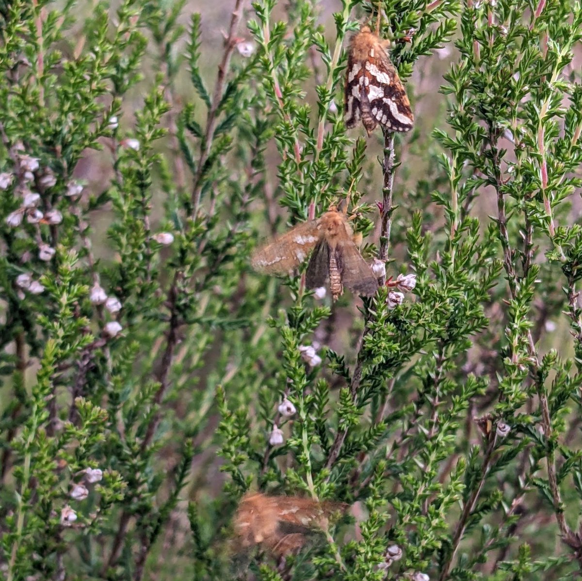 Spent a pleasant hour watching 40+ male Gold Swift lekking this afternoon on #Speyside, including this super well marked individual. Has anyone else encountered aberrant males such as this? More typical males in other pics!
