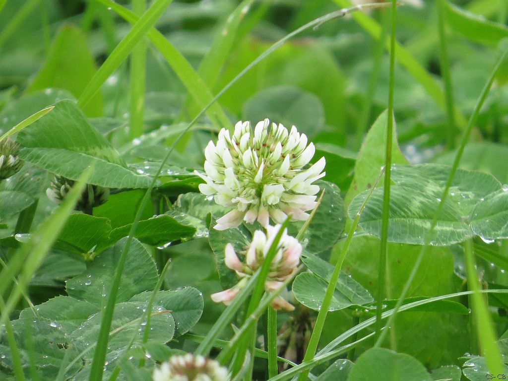 beingmyself_25's tweet photo. 06.07.2024
Blumen und Pflanzen sind das Lächeln der Erde.
#Regen #Weißklee #Kleefeld #Kleewiese #Feld #Natur #LDK #LahnDillKreis https://t.co/dFCu8o8GOJ