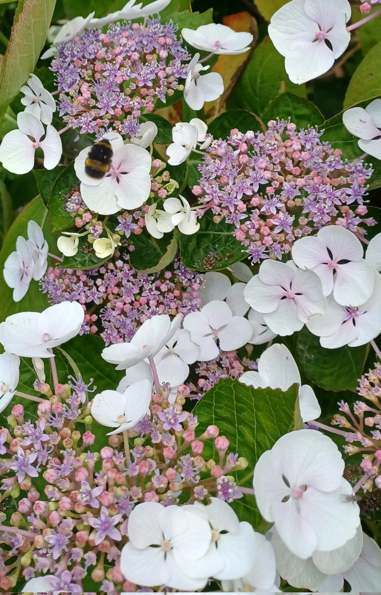 SlingsbyElaine's tweet image. #SpottedOnMyWalk #NaturePhotography