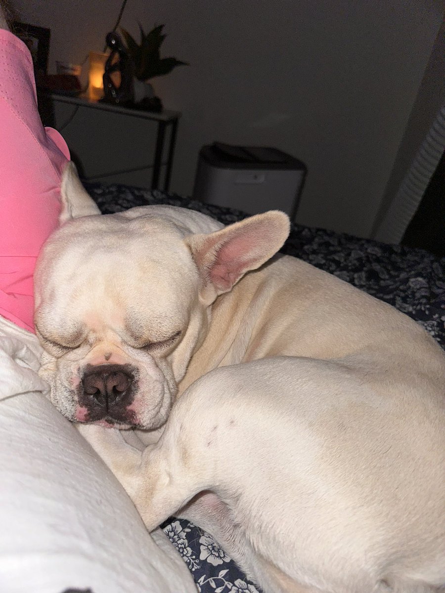 Alexp248's tweet photo. @kkuatrom @stevewilldoit I got 4 dogs  😭and puppies on the way https://t.co/C1omVOqDqe