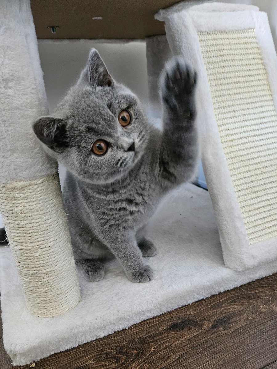 犬派な叔母さんが猫の飼い主になった😍
She joined the crazy cat lady club.