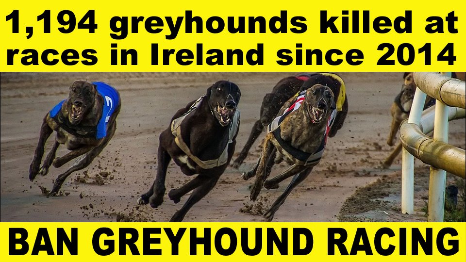 banbloodsports's tweet photo. At races around Ireland in the past ten years, at least 3,307 greyhounds suffered injuries and 1,194 were killed. Thousands more are killed behind the scenes every year because they are not fast enough to win races https://t.co/rBpinl02l4 Don't go greyhound racing https://t.co/LWwSHnka83