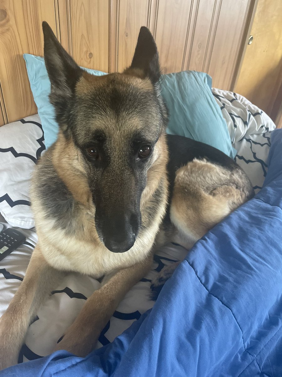 Joshua Kodish tweet media