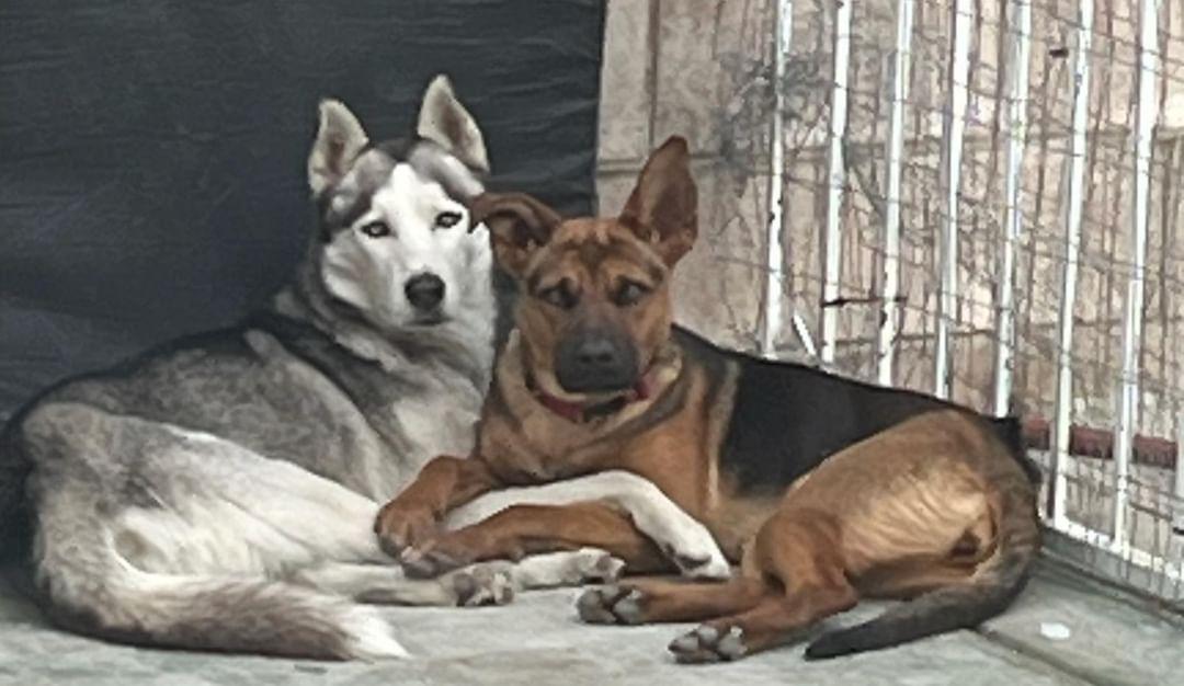 Joeee63's tweet photo. @stevewilldoit $6395joe
My dogs being romantic lol https://t.co/IPIdunx6Dj