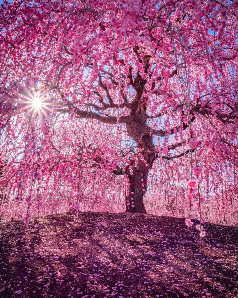 Good Evening Everyone 🩷