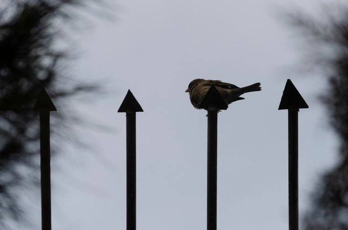 1Rarity - Digital & NFT Arts • Collector tweet media