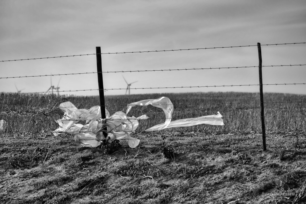PerryNorgarb's tweet image. Litter in the wind..
#litterati #plastic #trash #bwphotography