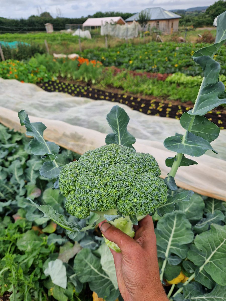 Summer broccoli 🌞

Available at our farm shop at @tobacco_factory