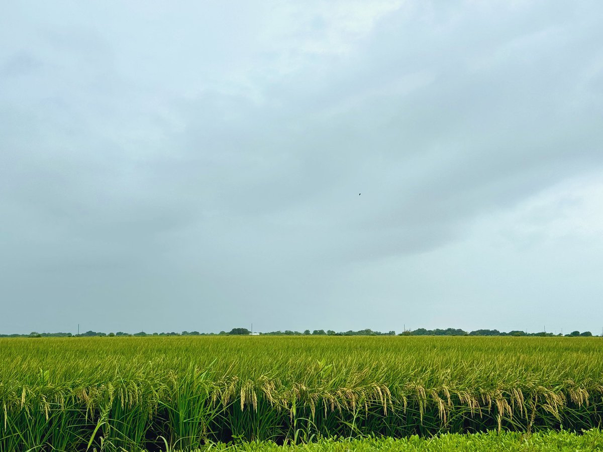 #HurricaneBeryl track continues to drift east. 

As the storm approaches we know that many #rice farmers have begun draining the permanent flood from their crop in preparation for dry down and harvest. 

For many crop lodging is the primary concern at this stage.
