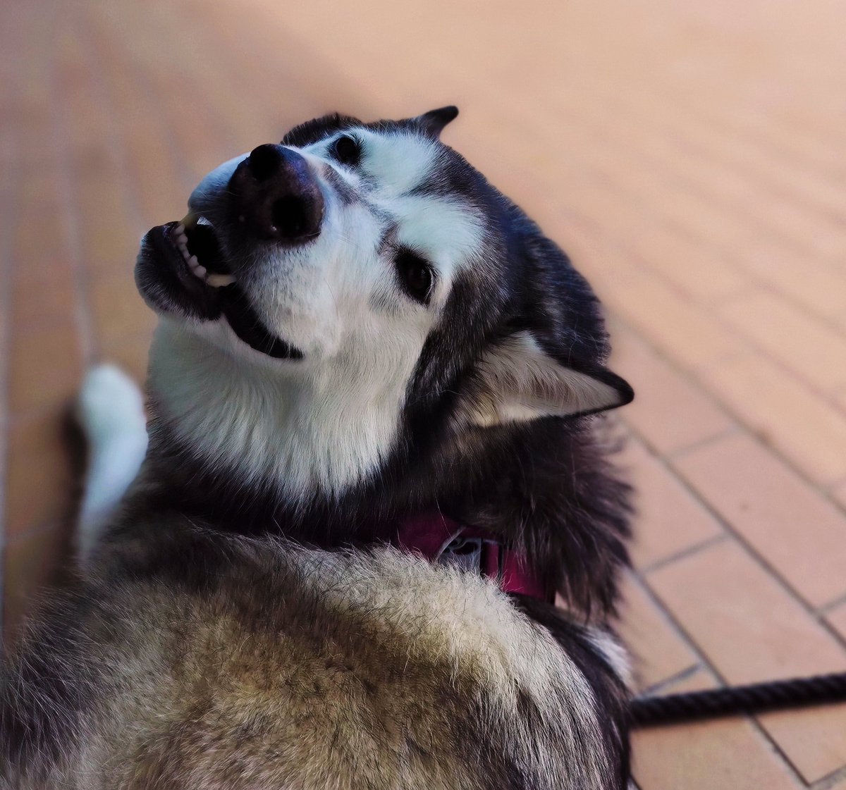 Just because my buddy's pup is sooo cute!!