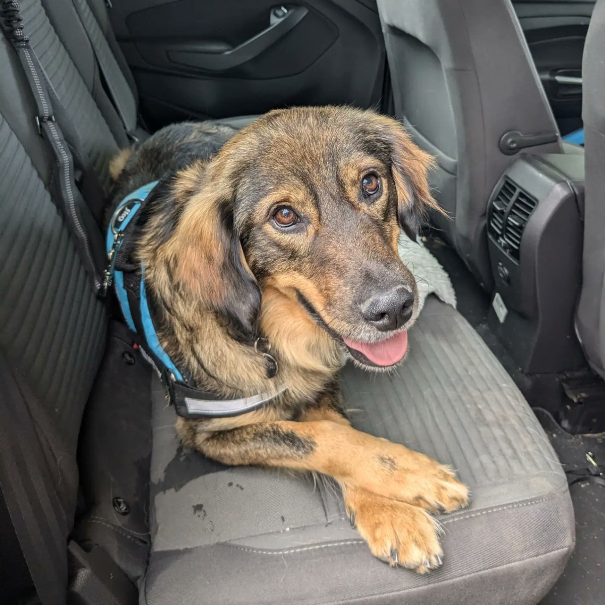 OldArrowsmith's tweet photo. This summer is all about our new dog, Mojo. We have two teenagers and a grumpy rescue cat, so adopting a dog was tricky. With the help of Love4dogs rescue, we found our Mojo. #adoptdontshop #rescuedog #heinz57 https://t.co/WBPKgFswxi
