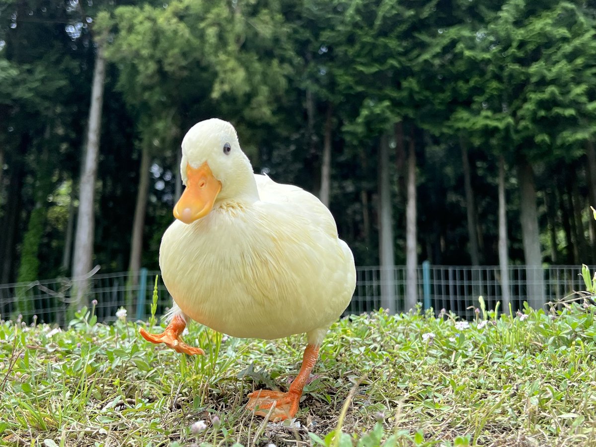 ほわったー tweet media