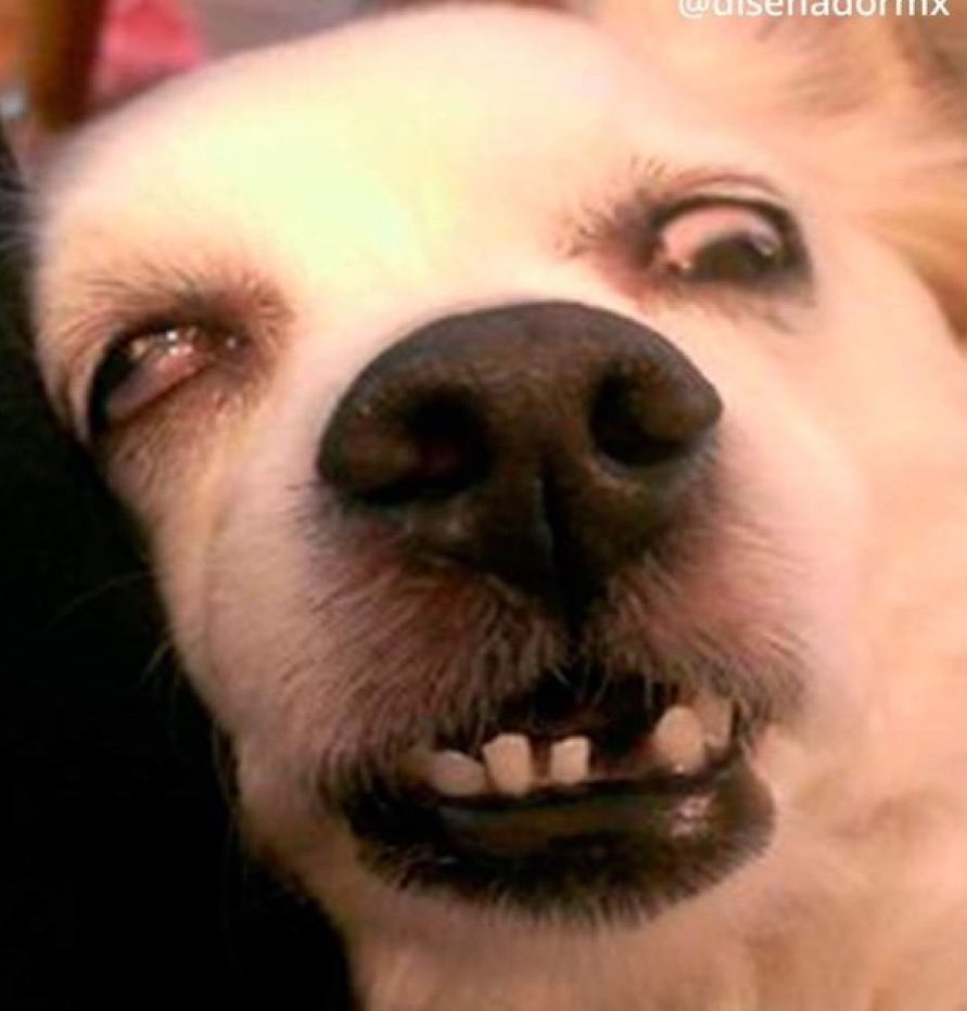 edithTiDi's tweet image. -Netflix: ¿sigues ahí? 

- yo, con el chupa clíptori 2000