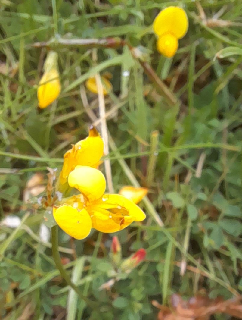 Macro shots of Gerainium molle and Lotus corniculatus  #tinyplants #wildflowerhour