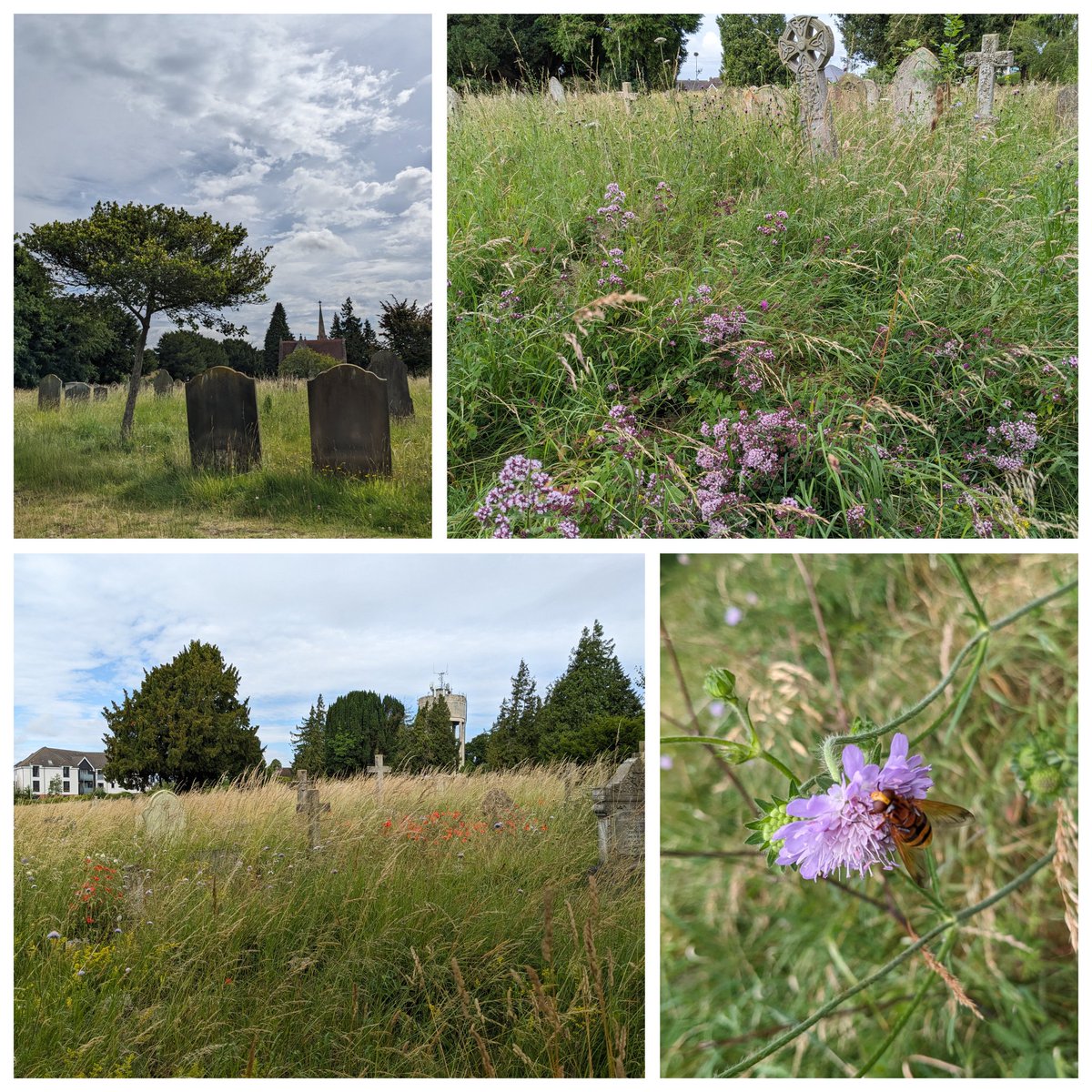 Beautiful scenes from Bury St Edmund's cemetery in Suffolk for #wildflowerhour 
🐝Think that's a hornet mimic hoverfly on devil's bit scabious?