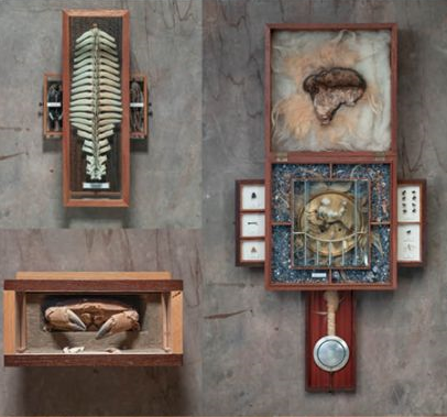 MeikeMoors's tweet photo. Nu te zien: Consilium Humanum | Plattegrond van de Mens - Installaties van Ab Bol in @HetNatuurhist  Museum Rotterdam.  Een indrukwekkende verzameling die doet denken aan rariteitenkabinetten van weleer. Wie beter kijkt ziet de mens in al zijn facetten https://t.co/8FNxwhGNP9 https://t.co/kNyQzDUM4u