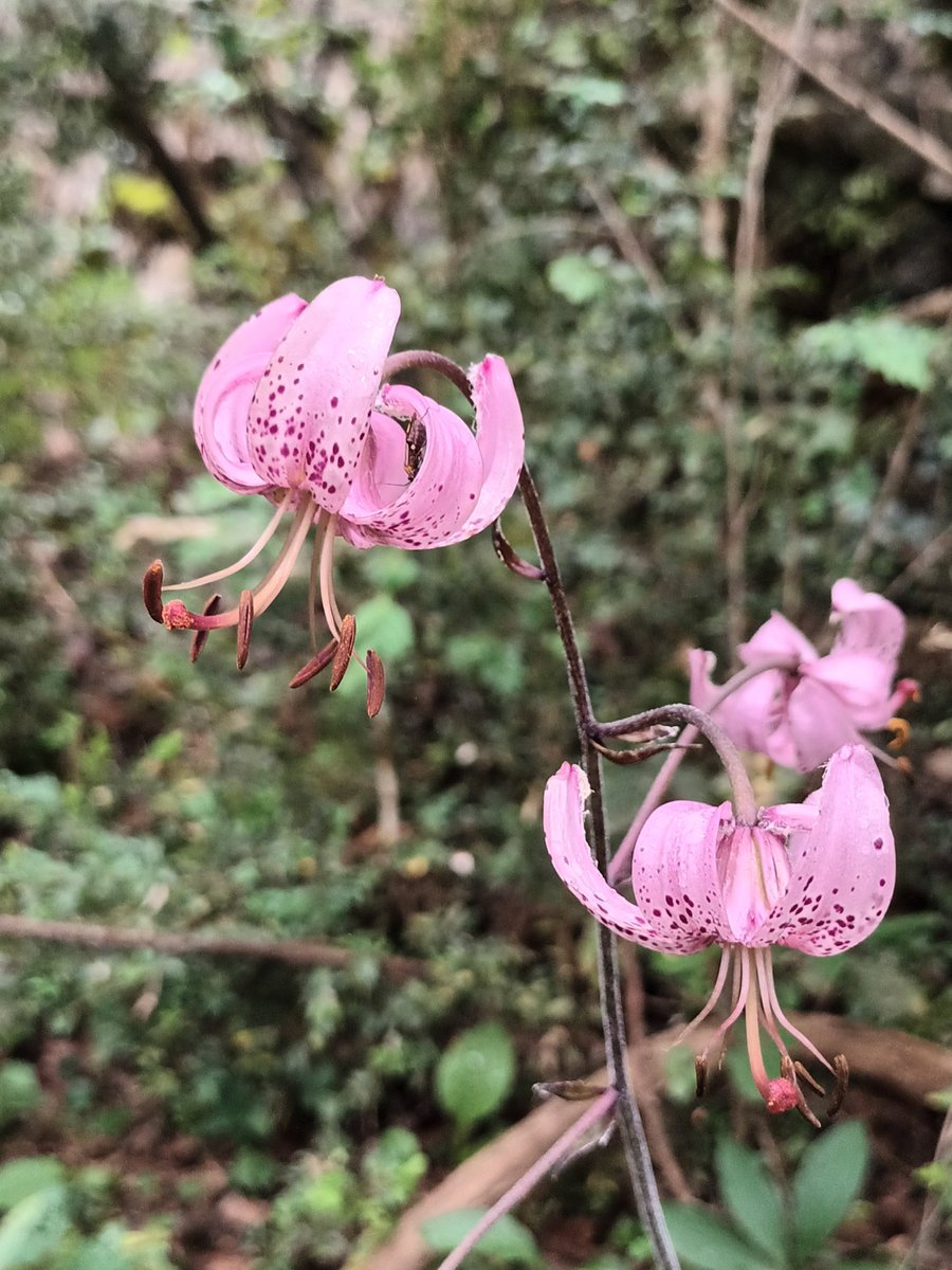 Vull fer un agraïment als Consistoris d'<a href="/Alforja_cat/">Ajuntament d'Alforja</a> i <a href="/ajprades/">Ajuntament de Prades</a> per la seva col·laboració en aquest llibre, i felicito al batlle alforgenc <a href="/jgr_alforja/">Juanjo Garcia</a> pel seu impecable discurs en clau de territori durant la cloenda de l'acte. Animo a altres Consistoris com <a href="/AjLafebro/">Ajuntament de la Febró</a> a fer-ho.