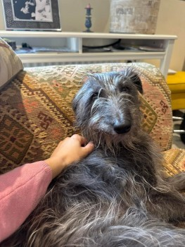millypod1's tweet photo. 🆘6 JUL 2024 #Lost PINGU &amp; DARCY #ScanMe
2 Bedlington Cross Terriers BOTH Female
#InglestoneCommon nr #Hawkesbury #GL9
#HawkesburyUpton nr #Badminton #Gloucestershire 
https://t.co/JE6Mfa0jtT
https://t.co/FxPcXeOWQh https://t.co/iABDEnIOtS