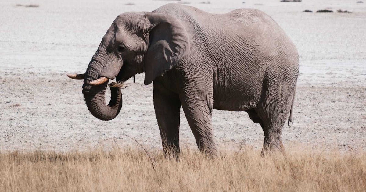 WebScaleDBA's tweet image. zurl.co/I4rx PostgreSQL Exception Handling Guide
#PostgreSQL #PostgreSQLDBA #PostgreSQLTips #SQL #SQLTips #DBA #OpenSource #Cloud #DevOps