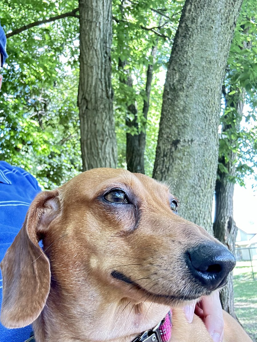 WinstonDogDach's tweet photo. Enjoying a beautiful day at his favorite place. 

#TheWinstonDog
#WinstonsAdventures https://t.co/TrivQqxSEX