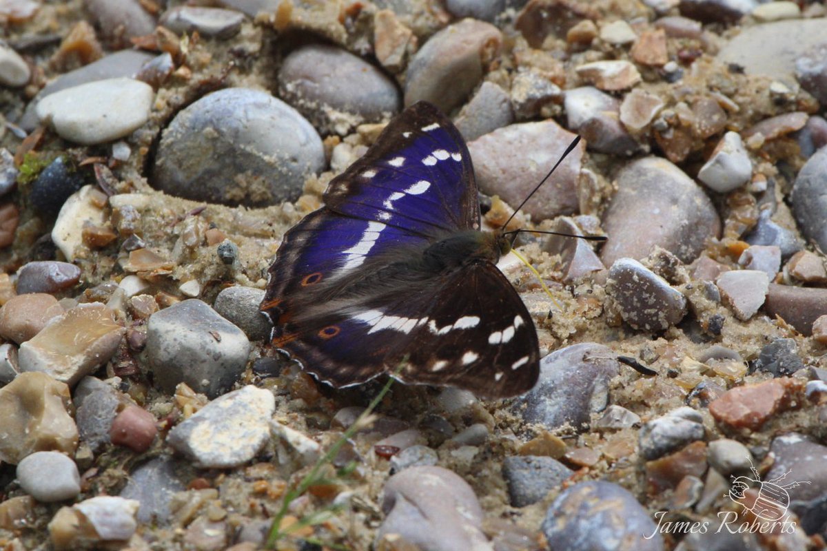 james99roberts's tweet photo. Absolutely thrilled to have finally seen a male purple emperor up close at the Theberton woods, Suffolk, today! What a beautiful butterfly and one to cross off the bucket list #butterfly #entomology https://t.co/K4Cv3pwZ1u