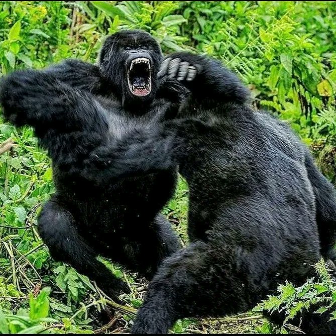 ExcitingClassic's tweet image. Uganda,Rwanda is your gateway to the ultimate gorilla trekking adventure in uganda . let us guide you on this unforgettable Journey
safariexciting@gmail.com 
info@classicexcitingsafsris.com 
www.classicexcitingsafaris
 #impenetrableforest 
#njoytraveluganda
 #roughlife
 #bwindi