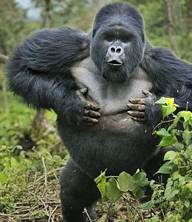 ExcitingClassic's tweet image. Uganda,Rwanda is your gateway to the ultimate gorilla trekking adventure in uganda . let us guide you on this unforgettable Journey
safariexciting@gmail.com 
info@classicexcitingsafsris.com 
www.classicexcitingsafaris
 #impenetrableforest 
#njoytraveluganda
 #roughlife
 #bwindi
