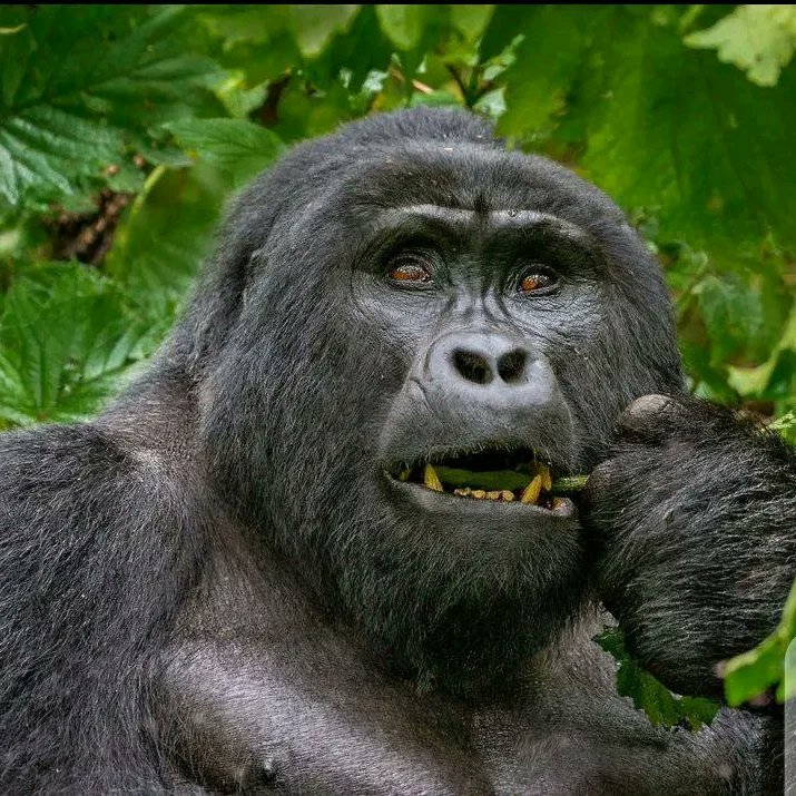 ExcitingClassic's tweet image. Uganda,Rwanda is your gateway to the ultimate gorilla trekking adventure in uganda . let us guide you on this unforgettable Journey
safariexciting@gmail.com 
info@classicexcitingsafsris.com 
www.classicexcitingsafaris
 #impenetrableforest 
#njoytraveluganda
 #roughlife
 #bwindi