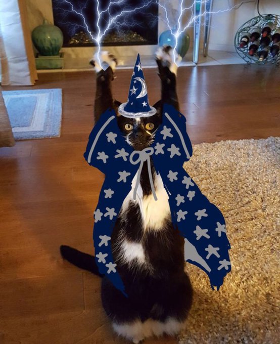 Brazil *still* being cursed by the kitty they threw off their press table during the 2022 World Cup is