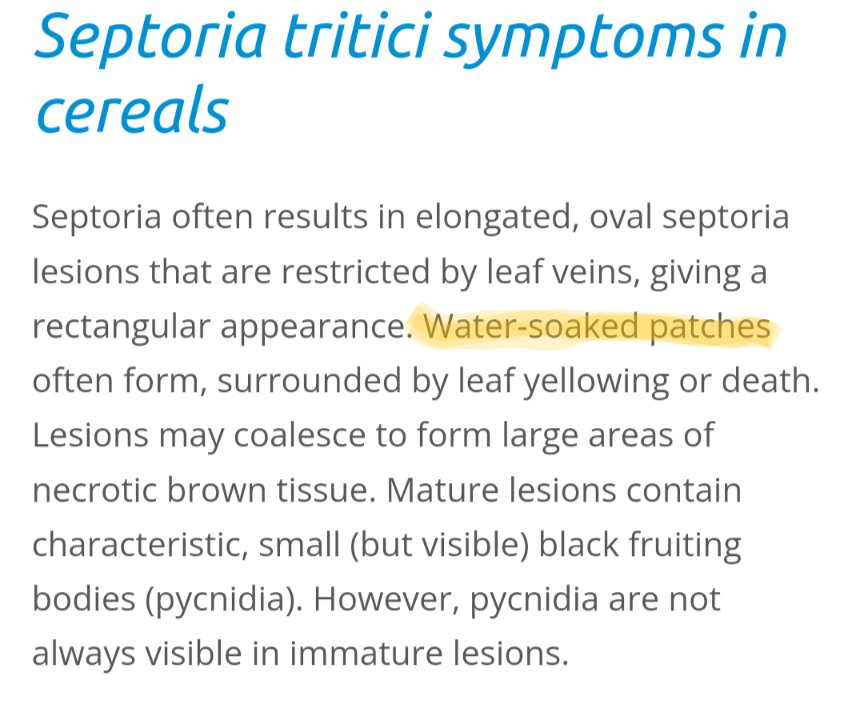 Official <a href="/AHDB_Cereals/">AHDB Cereals</a> guidance on septoria tritici mentions water-soaked patches on leaves. Never seen this in controlled environment infections. Is this a field thing?