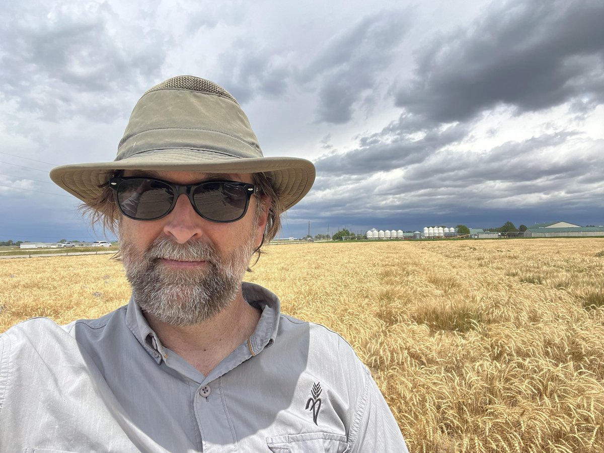 Esten Mason (@csuwheat) on Twitter photo In my Sunday best! Making final headrow selections - I always feel behind on this. You think the green is gonna stick around a while and before you know it, it’s gone! Make the most of the season while you’ve got it! #wheatbreeding In my Sunday best! Making final headrow selections - I always feel behind on this. You think the green is gonna stick around a while and before you know it, it’s gone! Make the most of the season while you’ve got it! #wheatbreeding