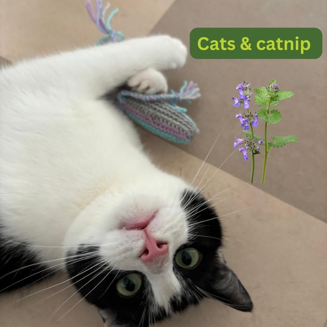 catcuddles's tweet photo. The domestic feline is notorious for its love of catnip, reduced to a writhing, purring kitten by just a smattering of the aromatic herb 🌿 

https://t.co/QLovo4K7zr https://t.co/H1ynfFNSbS