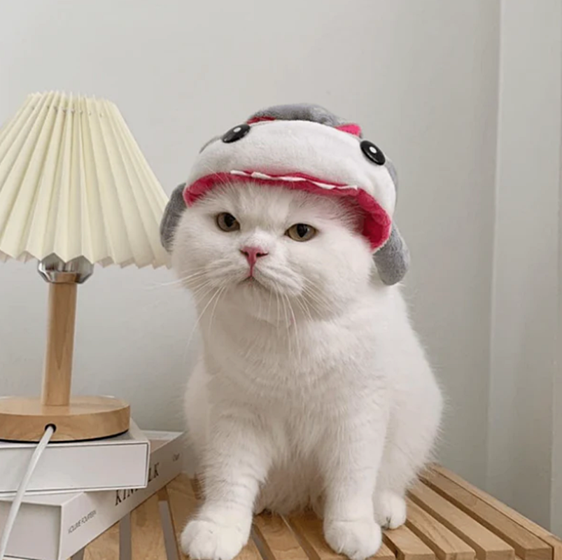 Havilah_V's tweet photo. #SharkWeekIsHere
#SharkWeek #Shark #Sharks #SharkConservation #SharkLover #Ocean #Cat #Cats #CatsInCostumes #WhiteCat - Photo by https://t.co/jkIzNFqdrn https://t.co/vpzDf7B46d