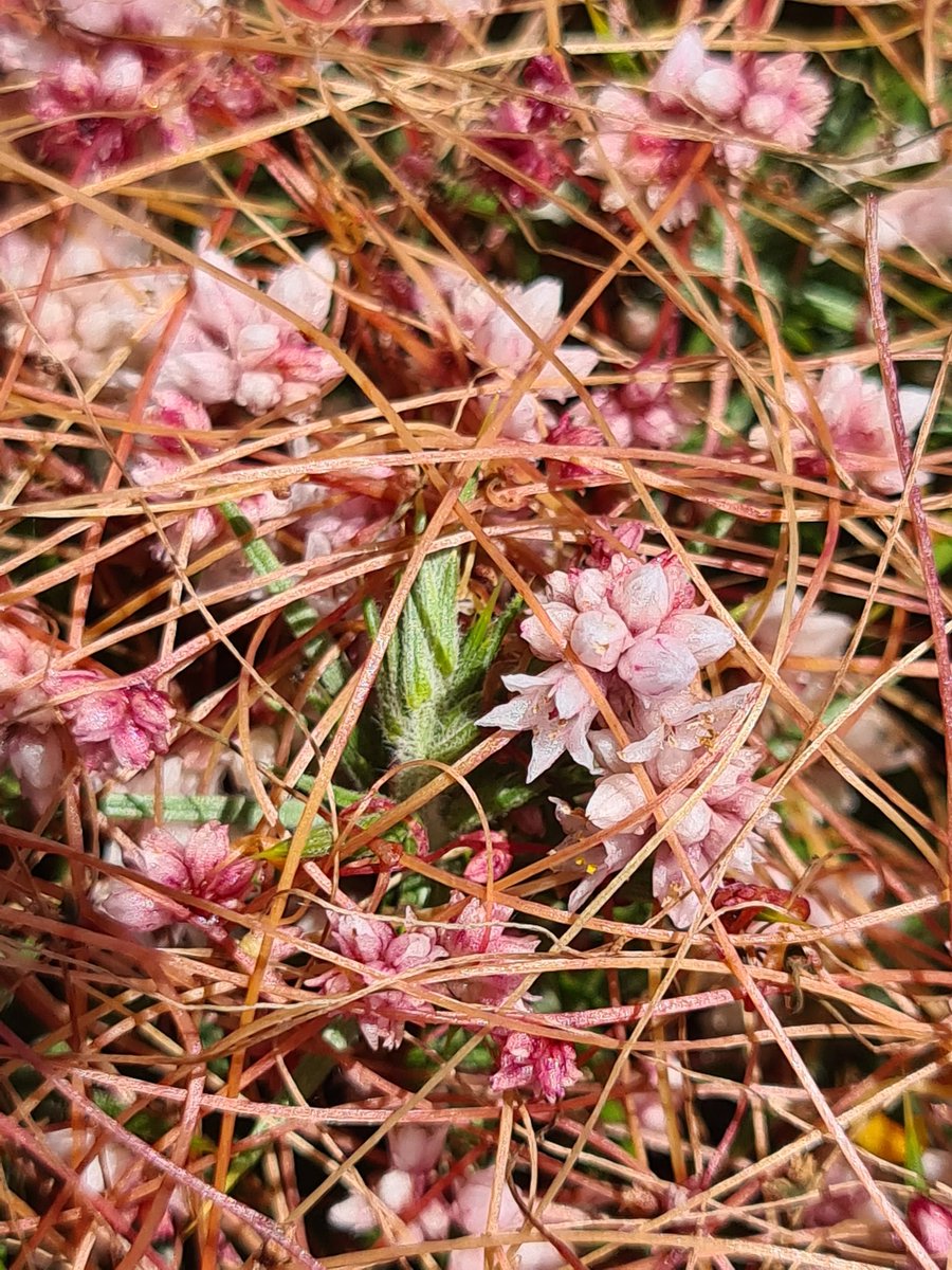 JennieShowers's tweet photo. Incredible amounts of Dodder on Gorse on the North Devon coast this weekend - a fascinating parasitic plant for #WildflowerHour https://t.co/bQPWPxAWcB