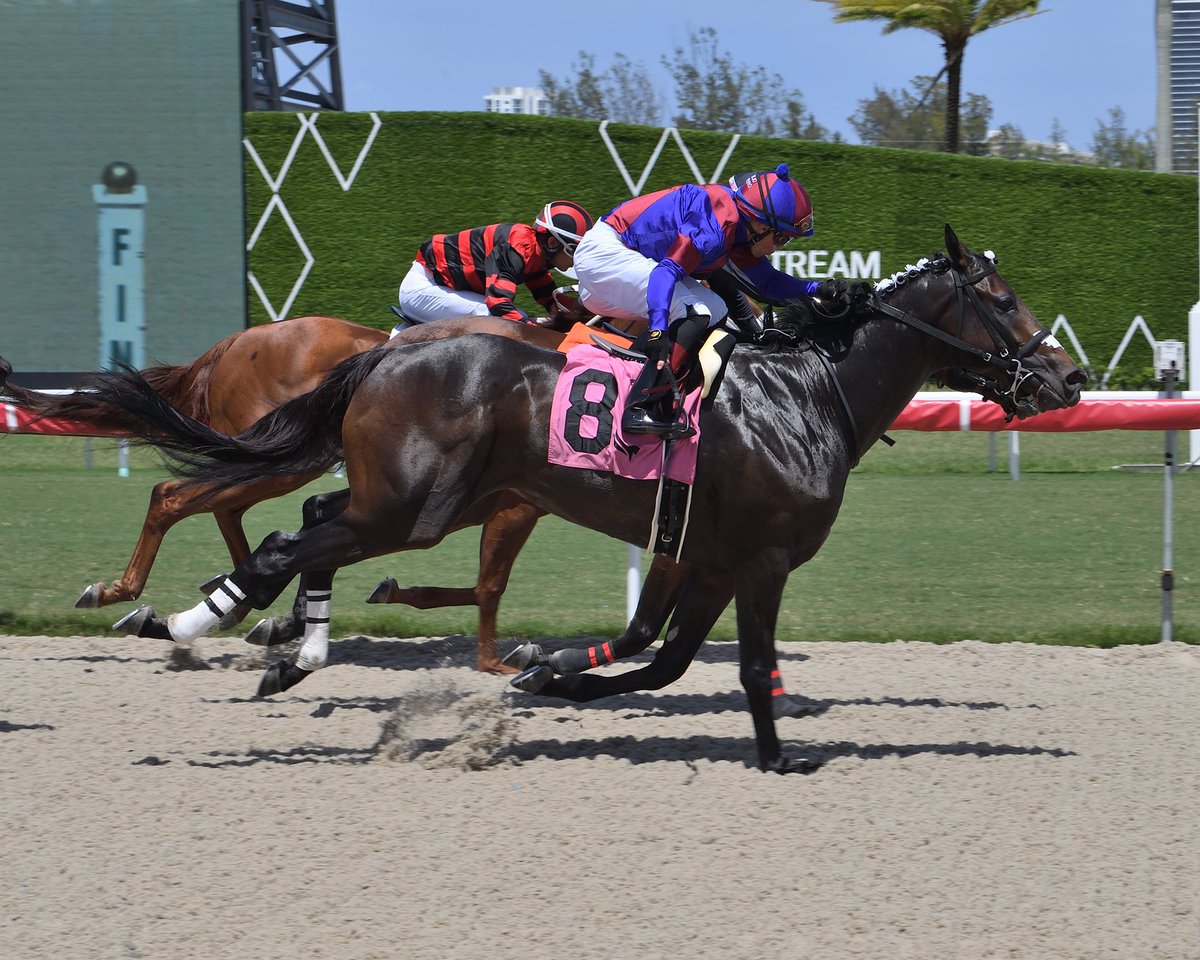 GulfstreamPark's tweet photo. Abrir Caminos (CHI) chases down Mooncapture to win the Successful Native Handicap, @DraydenV rode for trainer Amador Sánchez and owner Viejo Perro Stable. #Gulick #RoyalPalmMeet https://t.co/RmoZbTw8sM