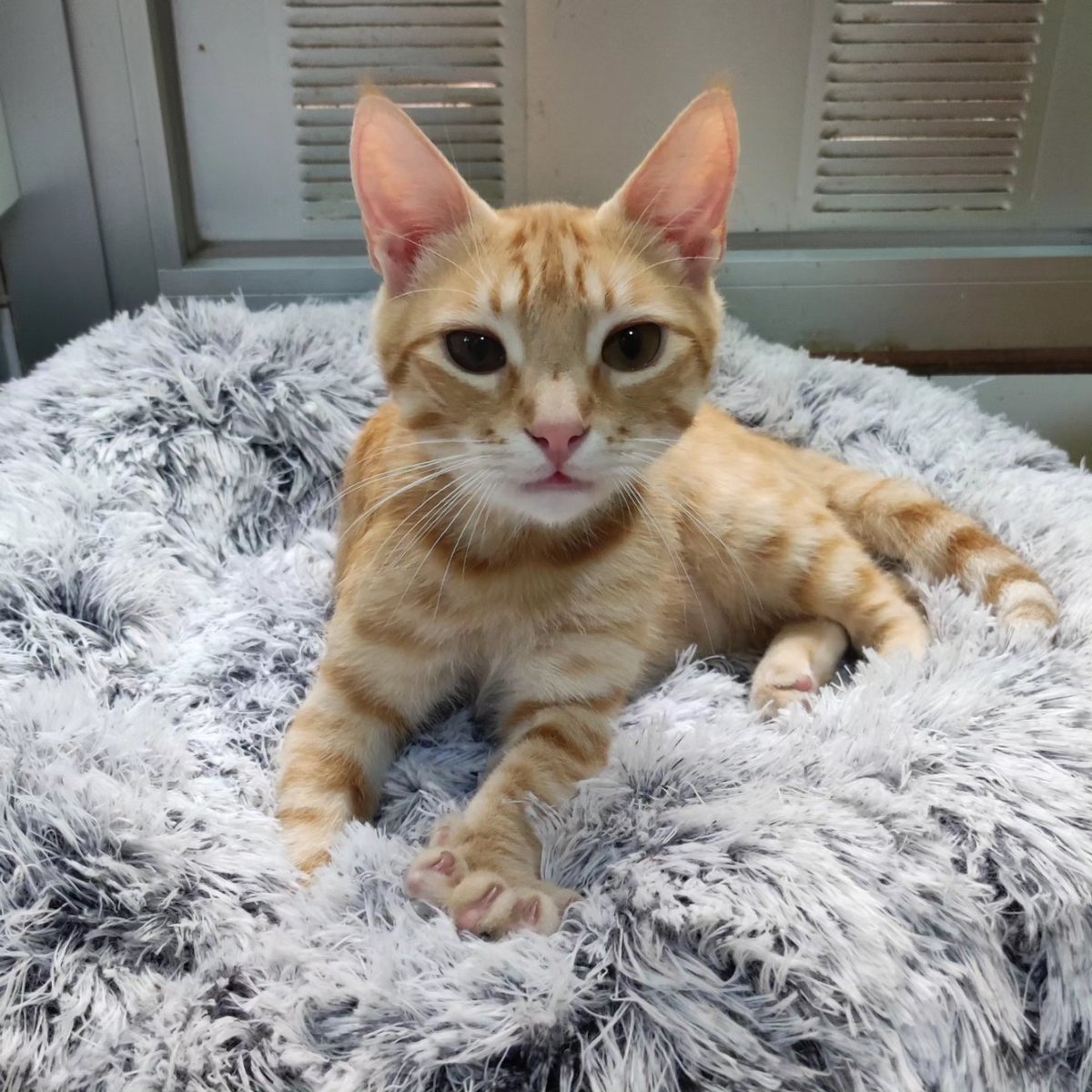 moonkdrama's tweet photo. Os presento a mi hijo Mendel🐱

Si os gustan los michis podéis seguirlo en Instagram: @/mendel.scatslaws❤️‍🩹 https://t.co/uKONontGpx