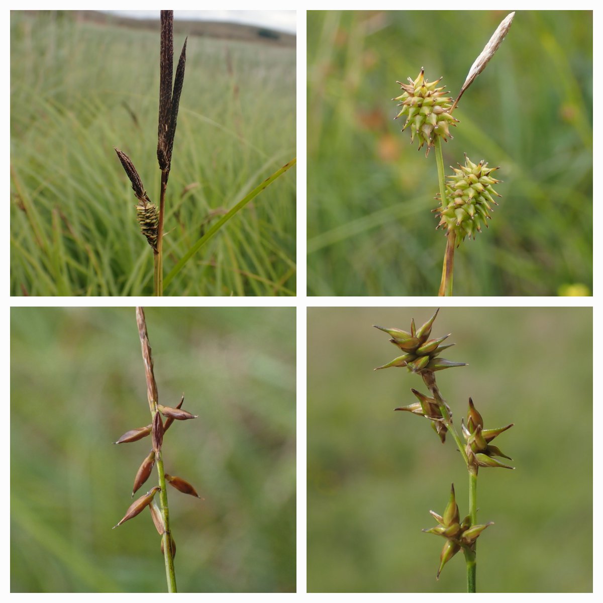Ryan Clark (@ryanclarknature) on Twitter photo A sedge filled Sunday with <a href="/bumble_being/">Charlotte Rankin</a> today near Orton in Cumbria. Over 15 species seen in the wetlands and flushes including these 8. Hair Sedge, Flat Sedge, Dioecious Sedge, Great Fen-sedge, Tufted Sedge, Long-stalked Yellow-sedge, Flea Sedge and Star Sedge. A sedge filled Sunday with <a href="/bumble_being/">Charlotte Rankin</a> today near Orton in Cumbria. Over 15 species seen in the wetlands and flushes including these 8. Hair Sedge, Flat Sedge, Dioecious Sedge, Great Fen-sedge, Tufted Sedge, Long-stalked Yellow-sedge, Flea Sedge and Star Sedge.