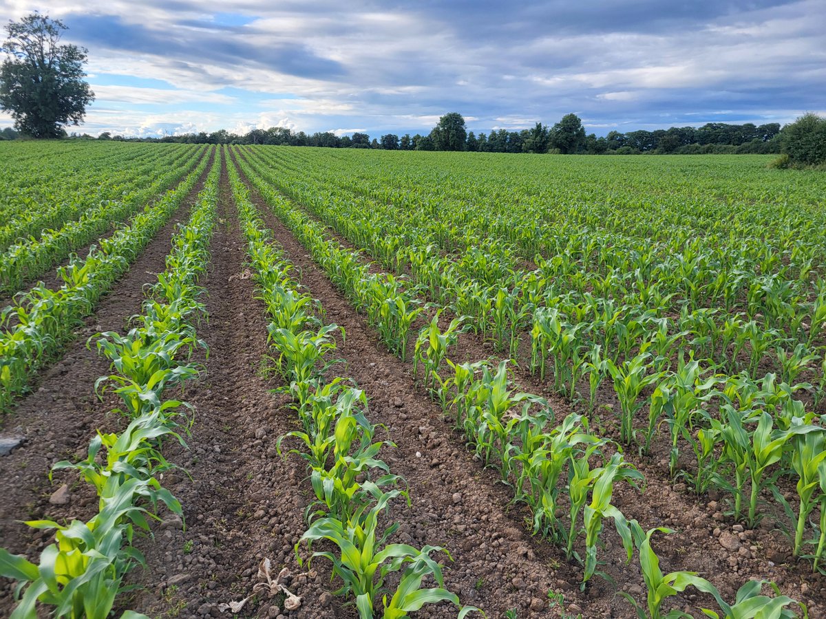 NextFertTipp's tweet photo. Despite a late sowing date and less than favourable growing conditions, open sown maize still managed to hit "knee high by the 4th of July...." https://t.co/qMgjZ0IvRP