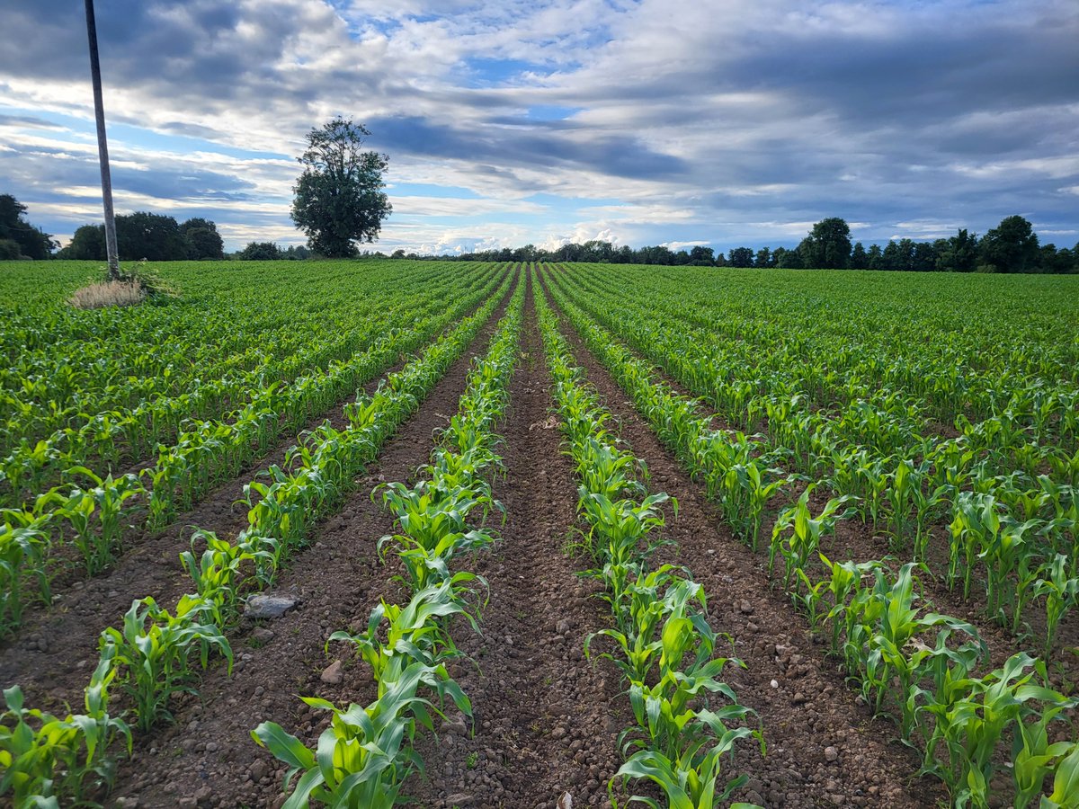 Despite a late sowing date and less than favourable growing conditions, open sown maize still managed to hit "knee high by the 4th of July...."