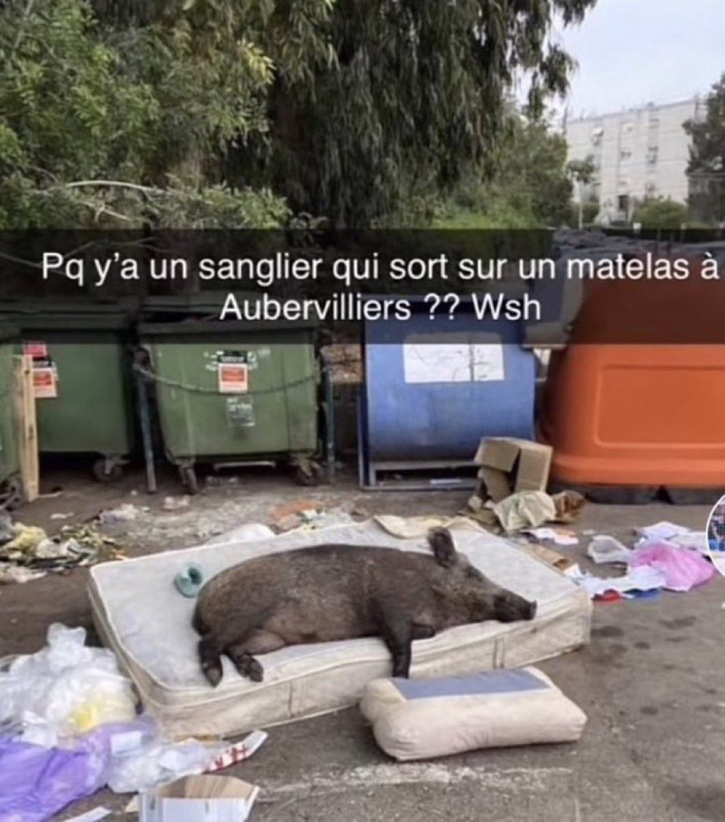 chakAdemo_'s tweet photo. @CerfiaFR en effet je viens de le croiser il a l’air dépité https://t.co/ZXU30SN8Iw