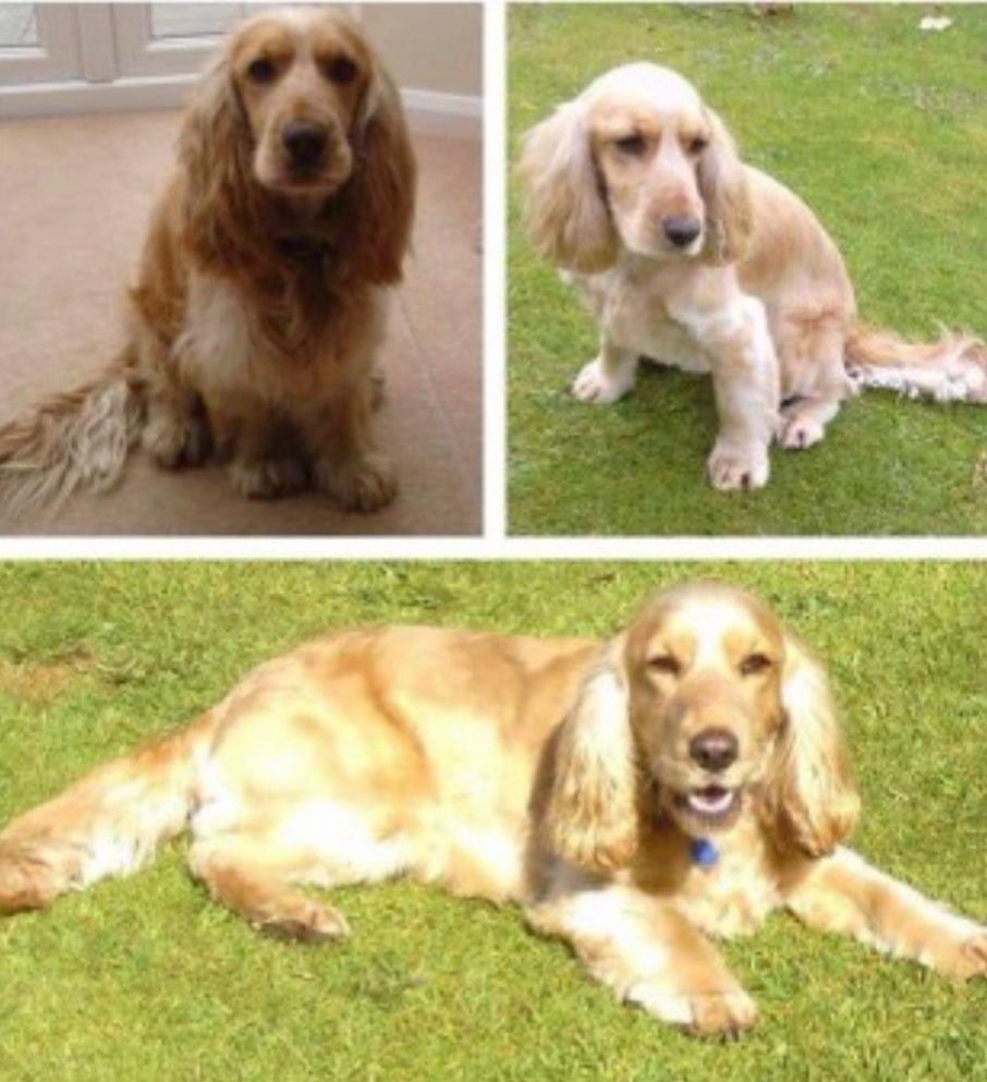 rosieDoc2's tweet photo. #StolenDogHour 
STILL SEARCHING POPPY 
We will find you one day /someone will come forward with news of where you’ve been / are 
female #CockerSpaniel 🌸#stolen 28/7/15 from #rattery #southbrent  
🌸#TQ10 
https://t.co/eYjjn4RU8S

@JacquiSaid @RachaelB100 @juliagarland73 @bs2510 https://t.co/GxHAxIHJtR