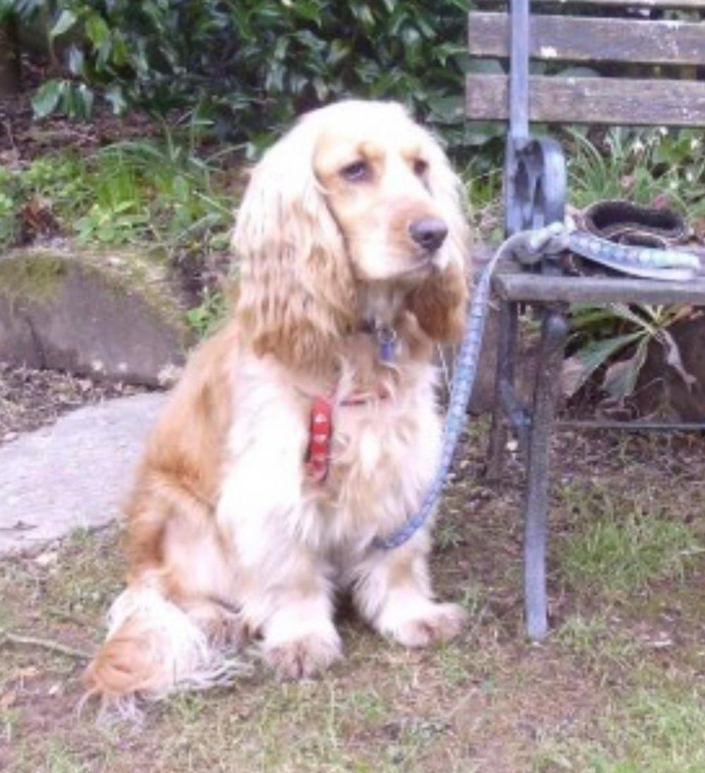 rosieDoc2's tweet photo. #StolenDogHour 
STILL SEARCHING POPPY 
We will find you one day /someone will come forward with news of where you’ve been / are 
female #CockerSpaniel 🌸#stolen 28/7/15 from #rattery #southbrent  
🌸#TQ10 
https://t.co/eYjjn4RU8S

@JacquiSaid @RachaelB100 @juliagarland73 @bs2510 https://t.co/GxHAxIHJtR