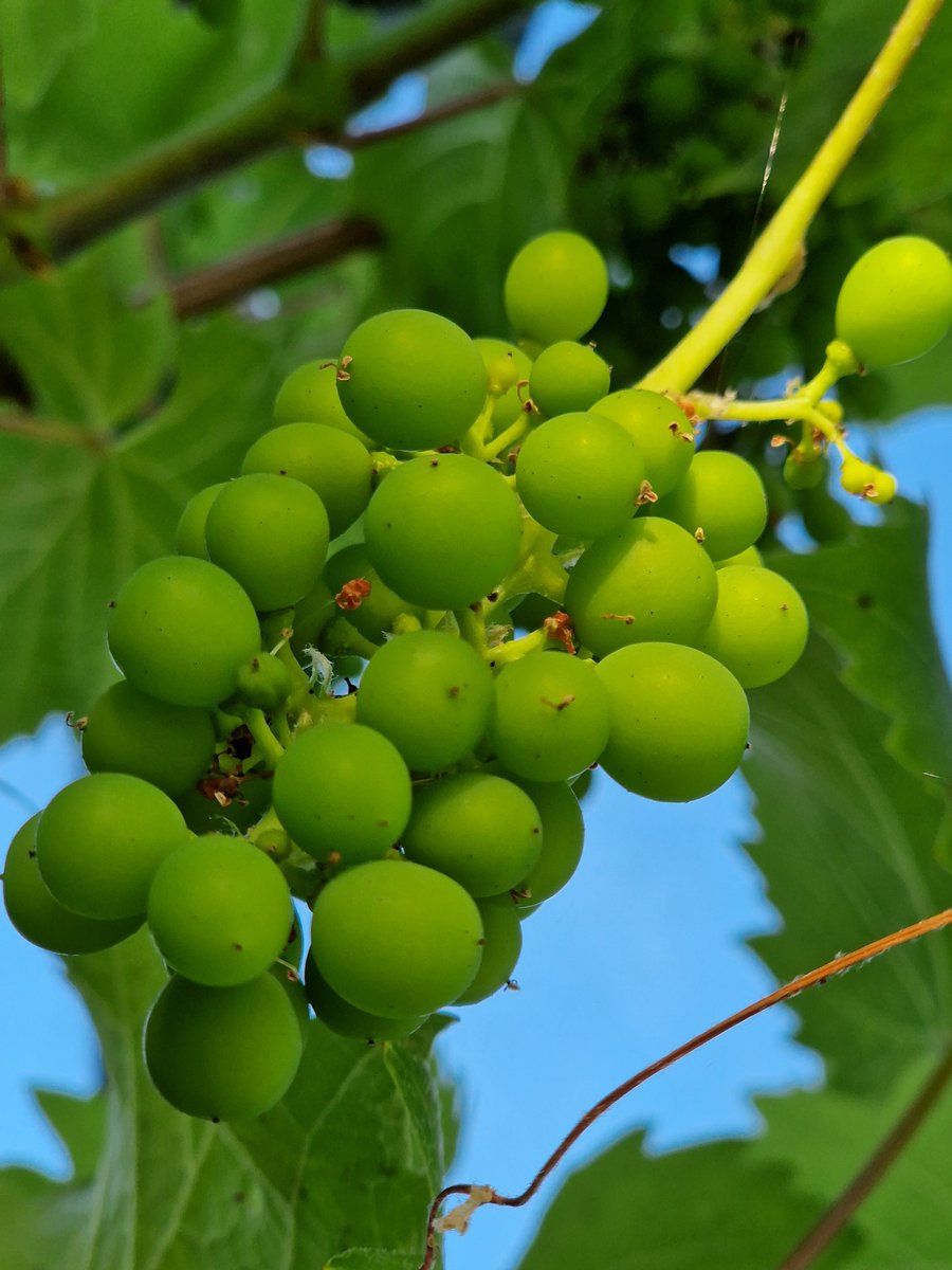 Beautiful day at <a href="/HLAllotments/">Harpers Lane Allotments</a> #Growing #Grapes #Sunshine 🌱