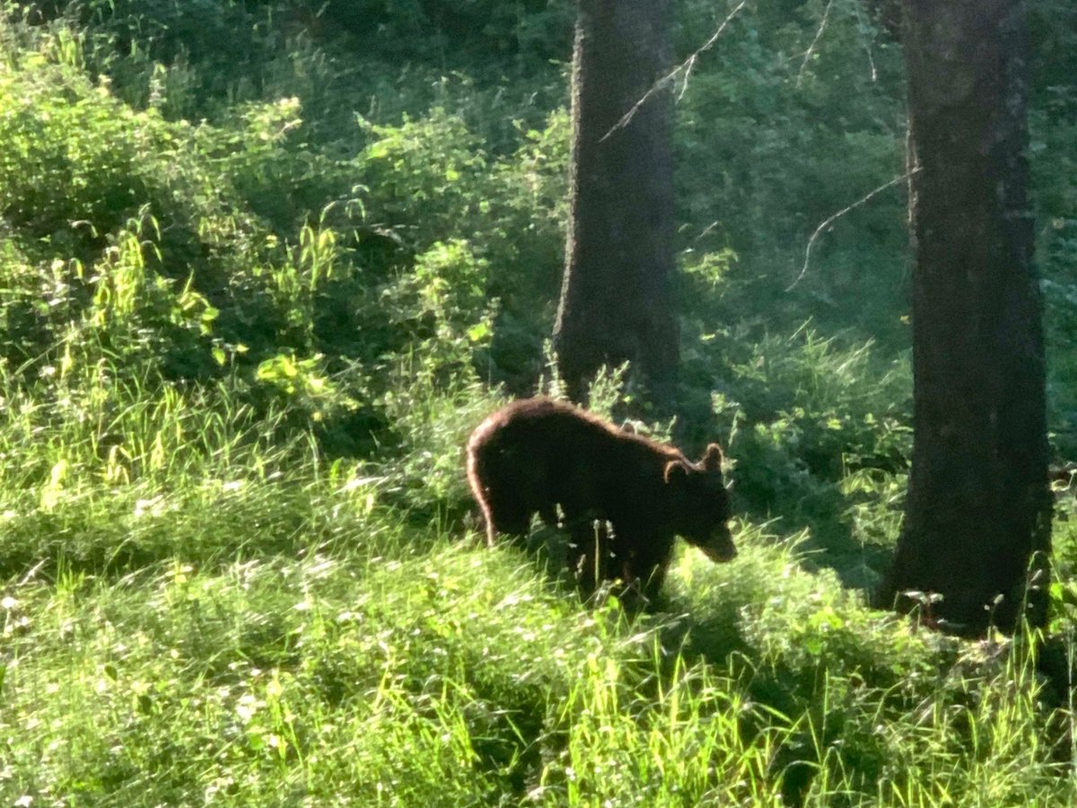 KnoffGroup's tweet photo. Please enjoy the wildlife and views from our listing on South 3rd in Bozeman🐻
Nestled on 5 acres, this mountain sanctuary features gated access and seclusion just 15 mins from town.
Listed by Marcie Hahn-Knoff, Broker | REALTOR® Knoff Group Real Estate
https://t.co/rtLrLfwflH https://t.co/bbzEQymcgC