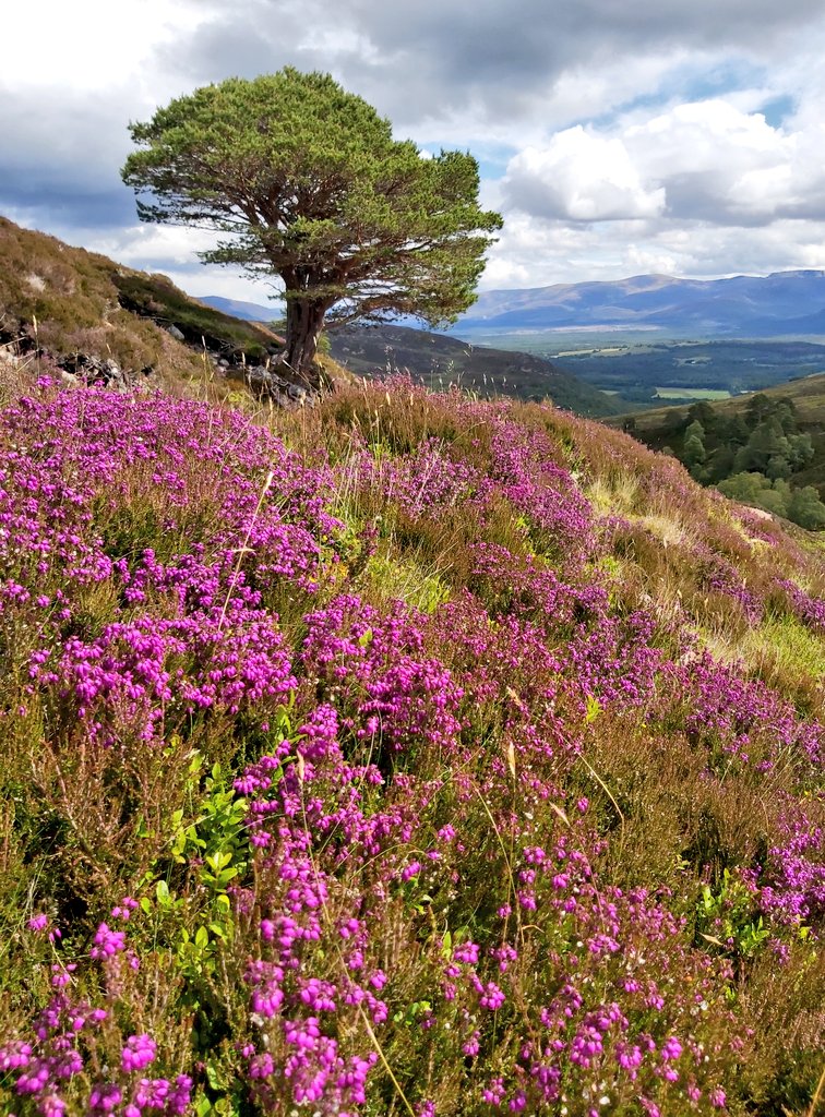 Heather starting to look colourful and the sun was out today.
#heather #photographychallenge #landscapephotography #summer #WeatherForecast