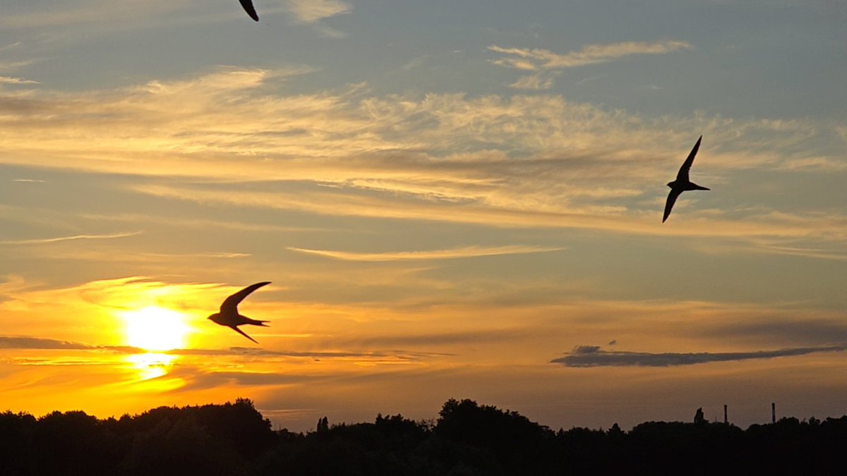 Tadek_8's tweet image. #jerzyk na horyzoncie 
#Szczecin #sunset #Bird