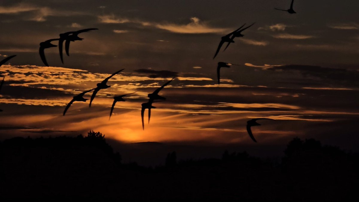 Tadek_8's tweet image. #jerzyk na horyzoncie 
#Szczecin #sunset #Bird