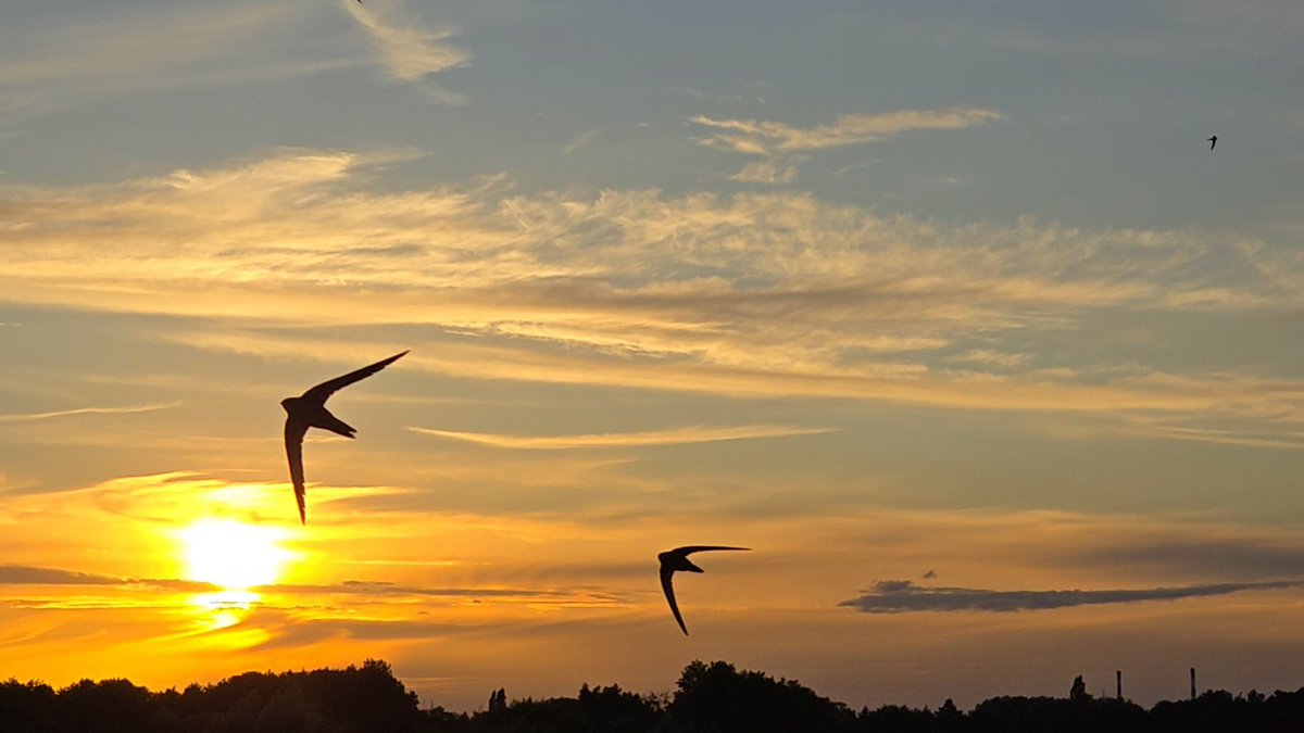 Tadek_8's tweet image. #jerzyk na horyzoncie 
#Szczecin #sunset #Bird