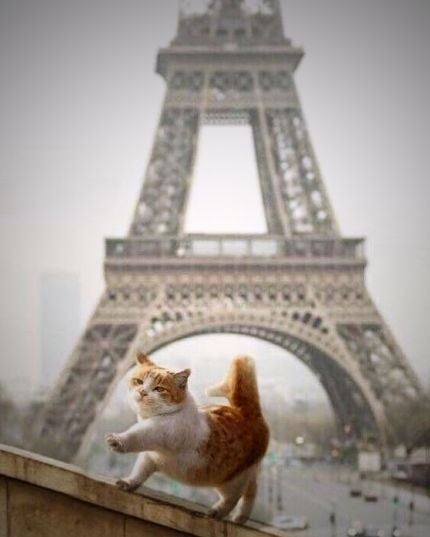 LorenzoTheCat's tweet photo. Well done, Vive la France! https://t.co/PcMk6Y0vnY