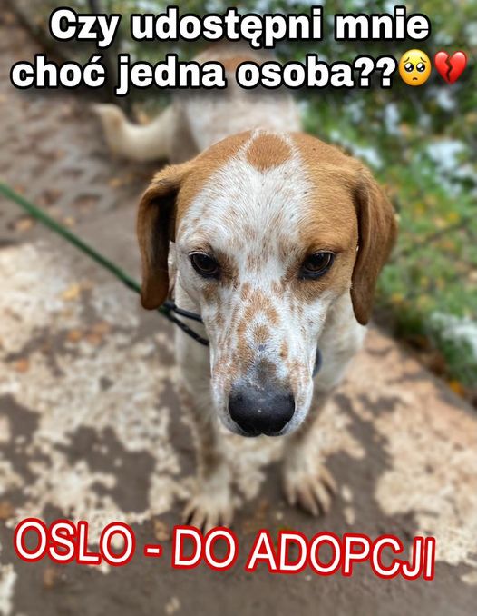 Ania ES (@annasernawit) on Twitter photo OSLO🐶PROSI O DOMEK🙏🏡🆘
Znajdziesz dla niego choć trochę miejsca w domu i sercu?Ciepły kącik,on nie prosi o wiele… A oferuje w zamian całe swoje psie serduszko💔🥹
Oslo przyjechał do nas z Żabiej Woli.
W SPRAWIE ADOPCJI: adopcje@schronisko.info.pl
Korabiewice
tel. 519-615-975 OSLO🐶PROSI O DOMEK🙏🏡🆘
Znajdziesz dla niego choć trochę miejsca w domu i sercu?Ciepły kącik,on nie prosi o wiele… A oferuje w zamian całe swoje psie serduszko💔🥹
Oslo przyjechał do nas z Żabiej Woli.
W SPRAWIE ADOPCJI: adopcje@schronisko.info.pl
Korabiewice
tel. 519-615-975